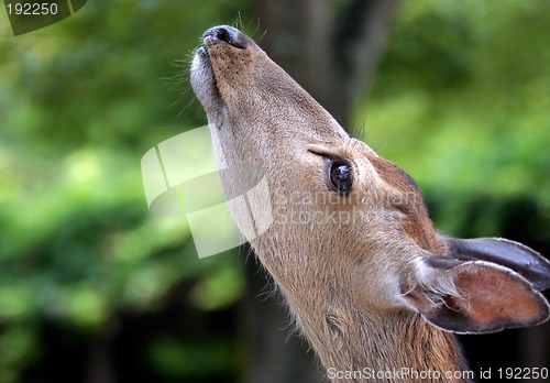 Image of Deer