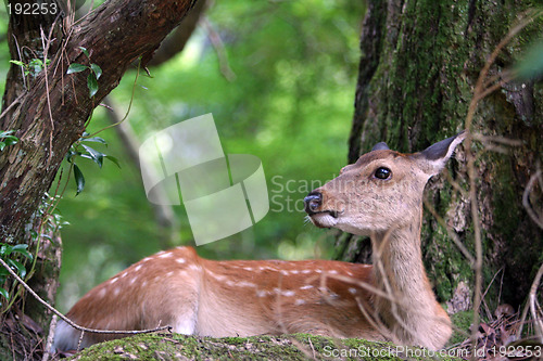 Image of Baby deer