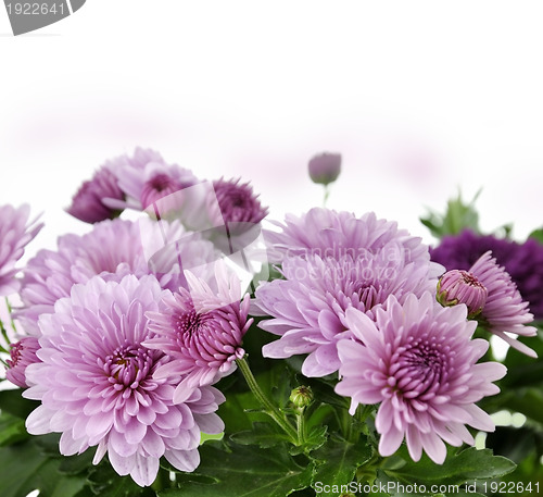 Image of Mum Flowers