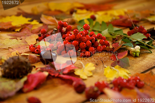 Image of Ashberry and Leaves