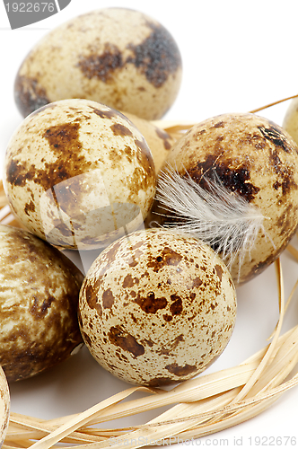 Image of Quail Eggs