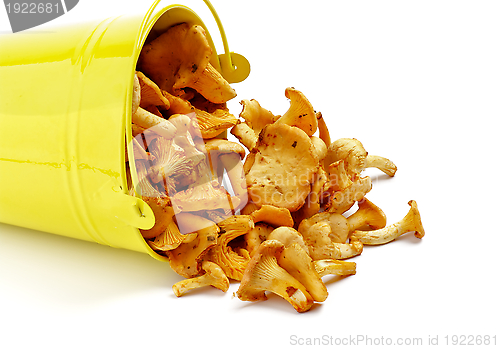 Image of Chanterelles