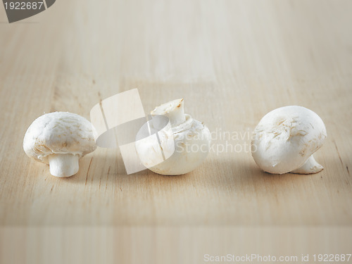 Image of mushroom