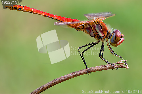 Image of Sympetrum Fonscolombii