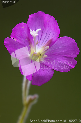 Image of flower violet