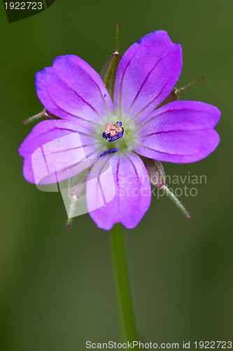 Image of viola nel verde