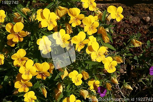 Image of yellow pansies