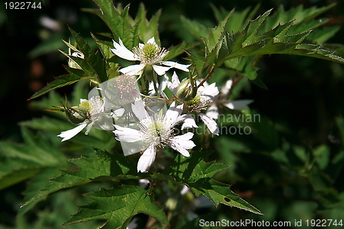 Image of berry flowers