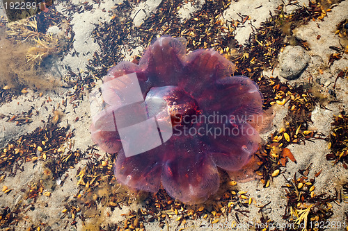 Image of jellyfish
