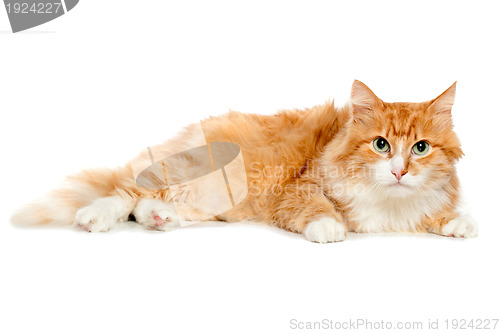 Image of Beautiful fluffy red cat. Isolated