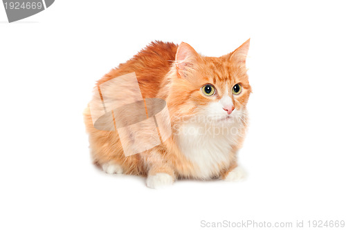 Image of Lovely fluffy red cat. Isolated