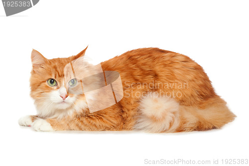 Image of Beautiful fluffy red cat. Isolated on white