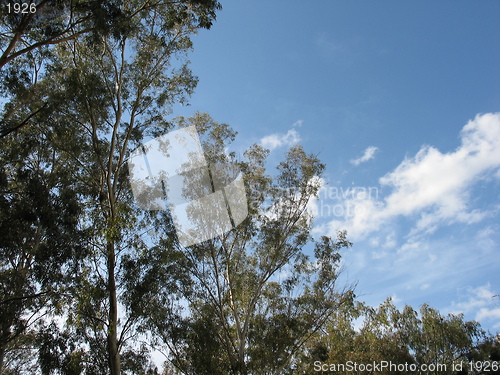 Image of Over the trees