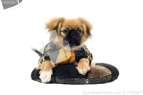 Image of Pekingese lying on the pillow. Isolated