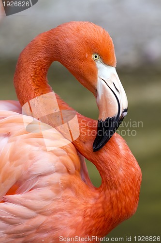 Image of Flamingo in S