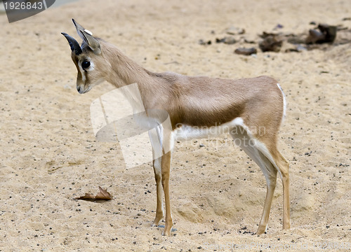 Image of Small gazelle