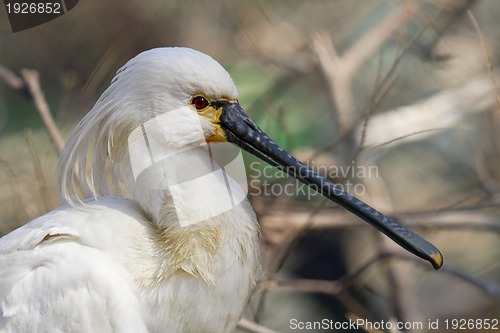Image of Common Spoonbill