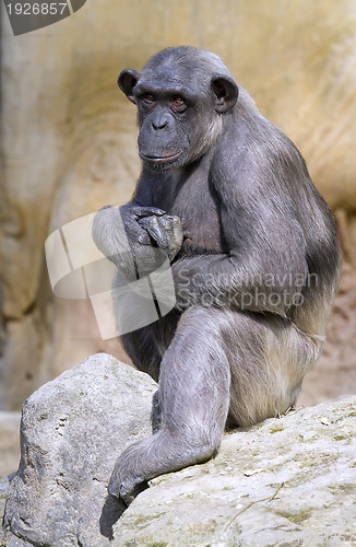 Image of Closeup of chimpanzee (Pan troglodytes)