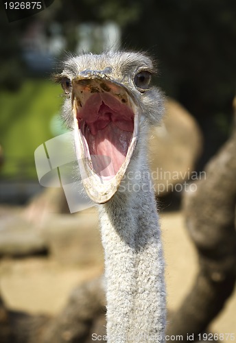 Image of Close up portrait of ostrich