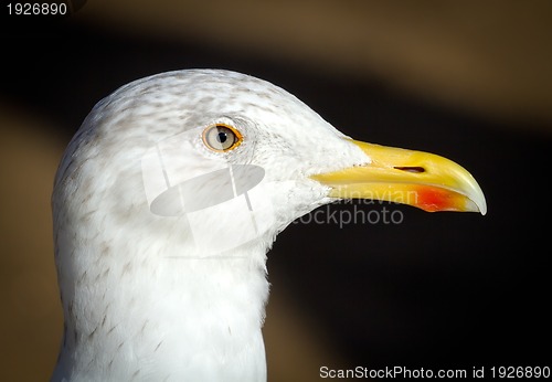 Image of seagull portrait