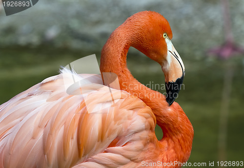 Image of Flamingo in S