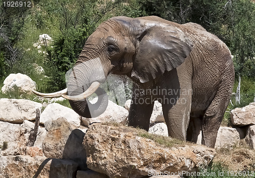 Image of African elephant, recently bathed.