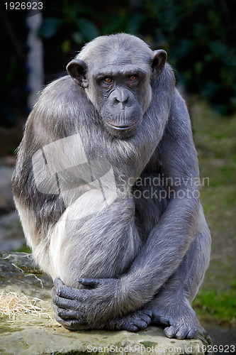 Image of Closeup of chimpanzee (Pan troglodytes) 