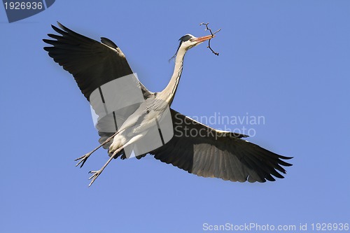 Image of Blue heron