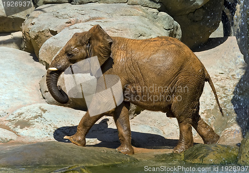 Image of African elephant, recently bathed.
