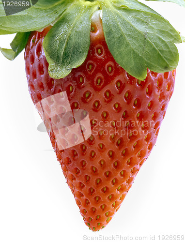 Image of single fresh red strawberry