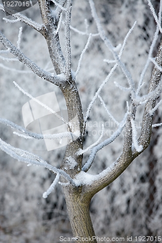 Image of Winter Tree