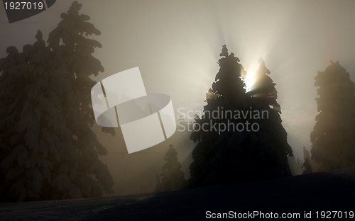 Image of Winter trees