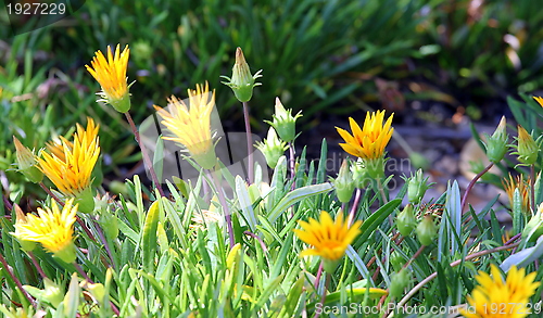 Image of Ice Plant