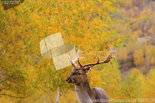 Image of beautiful fallow deer stag