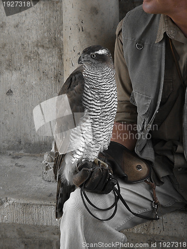 Image of Bird of prey and handler