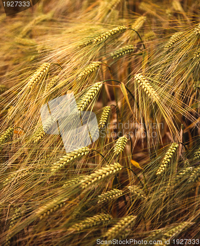 Image of Golden ears of ripening barley