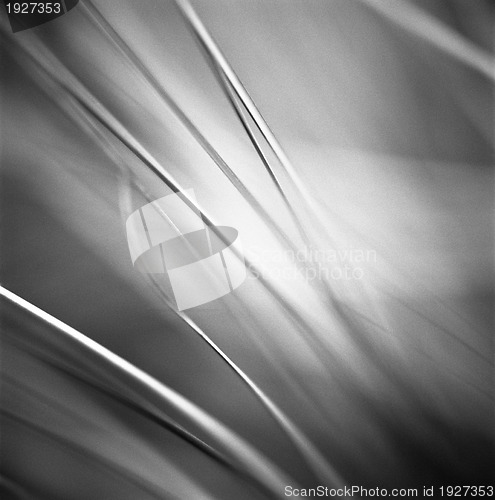 Image of Ethereal abstract of wild grass