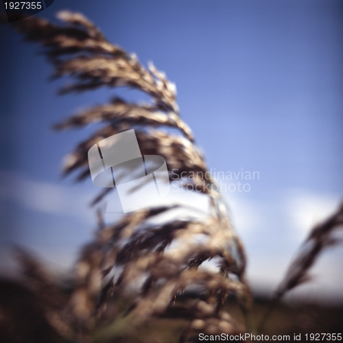 Image of Abstract blur of wild grass