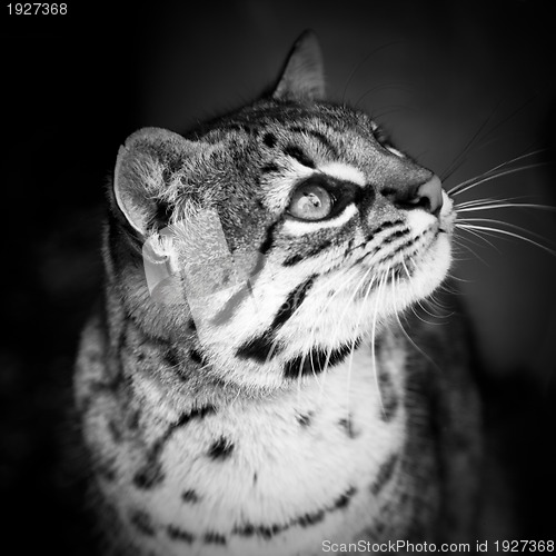 Image of Striped cat portrait