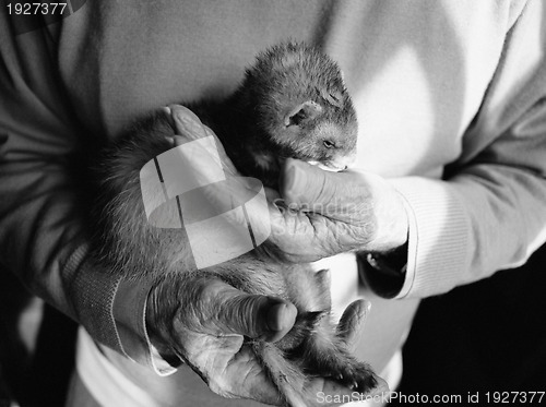 Image of Old hands holding a ferret