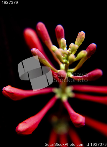 Image of Red honeysuckle flower bud