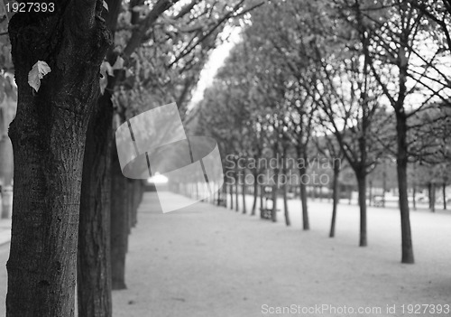 Image of Trees in Palace garden