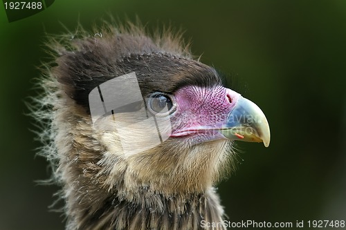 Image of Portrait head of an eagle