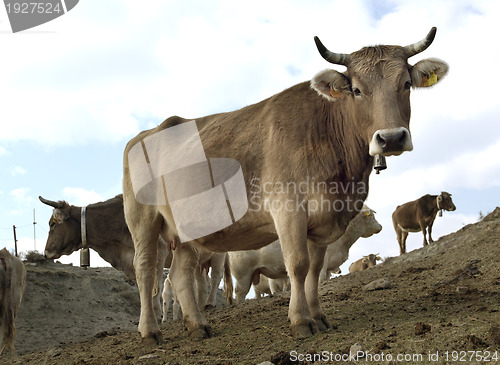 Image of cows