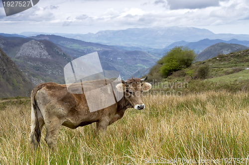 Image of Cow on a pasture Asturias