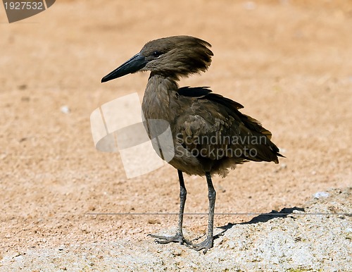 Image of A Hamerkop, scopus umbretta