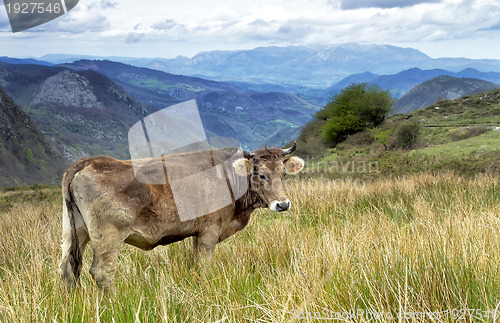 Image of Cow on a pasture Asturias