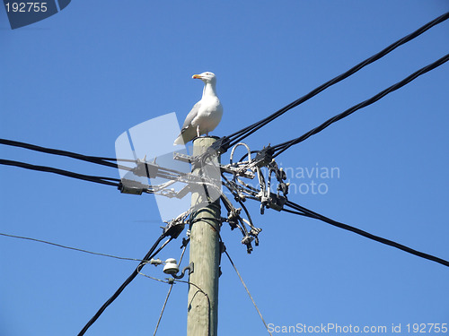 Image of Albatross sitting on electric post