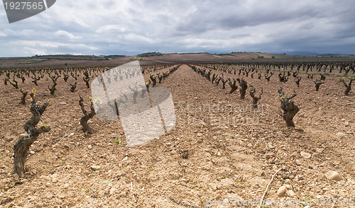 Image of wineyard in La Rioja, Spain 