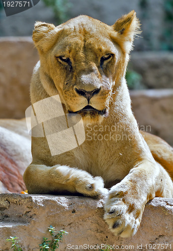 Image of Lioness